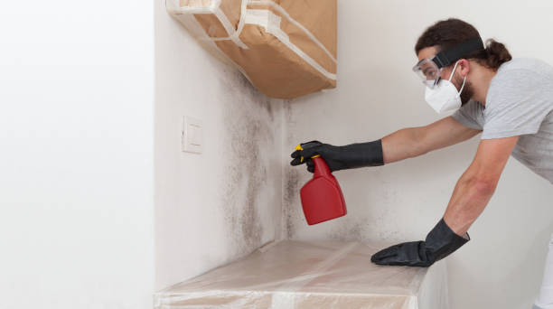 Professional Mold Cleanup technician working in Capron, IL
