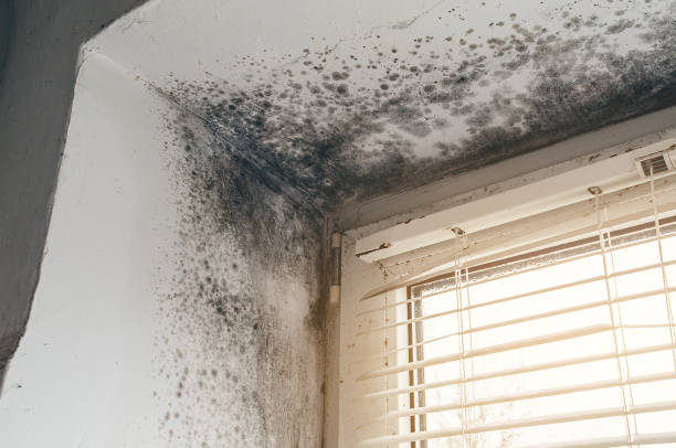 Affordable Mold Cleanup solutions in Capron, IL